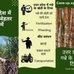Uttar Pradesh में गन्ने की खेती को कैसे उपजाऊं और बेहतरीन विविधताओं के तरीके जानें।
