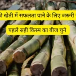 important-steps-to-get-success-in-sugarcane-farming